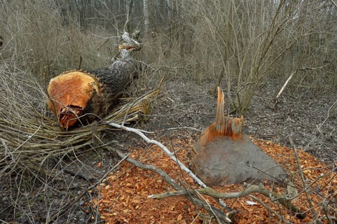 Beaver damage