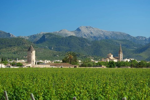 Vineyards and a windmill in front of the Serra de Tramuntana mountains