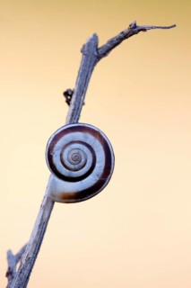 Snail