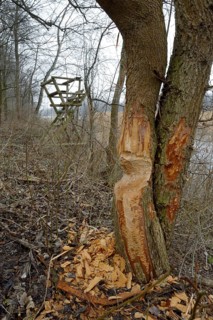 Beaver damage