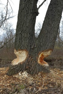 Beaver damage