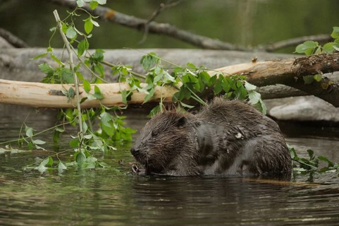 Eurasian Beaver or European Beaver (Castor fiber)