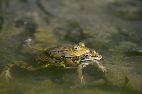Edible frogs