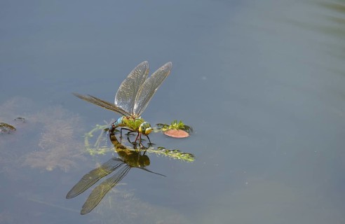 Emperor Dragonfly or Blue Emperor (Anax imperator)