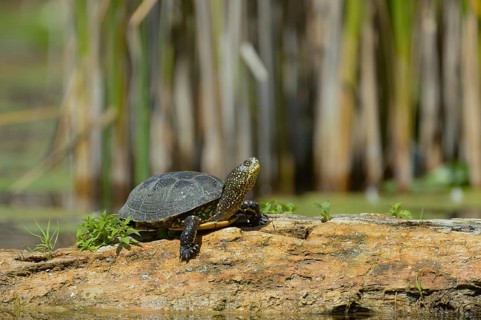 European Pond Turtle (Emys orbicularis)