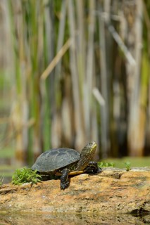 European Pond Turtle (Emys orbicularis)