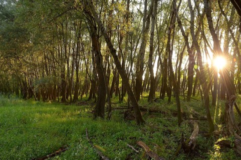 Floodplain forest