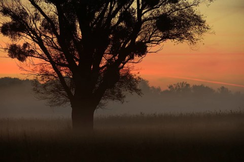 Morning mist over the Danube floodplains
