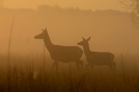 Red deer (Cervus elaphus)