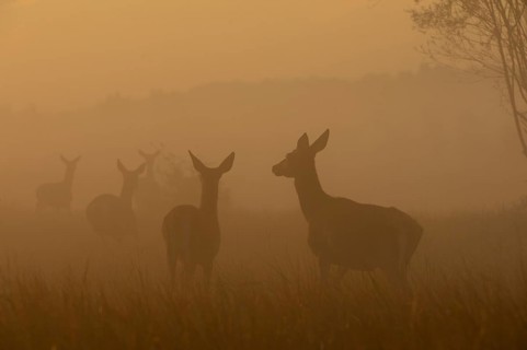 Red deer (Cervus elaphus)