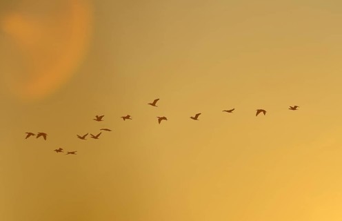 Flying Great Cormorants (Phalacrocorax carbo) at dawn