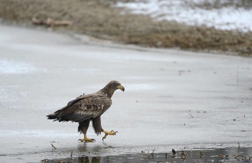 White-tailed Eagle or Sea Eagle (Haliaeetus albicilla)