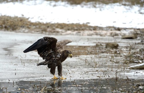 White-tailed Eagle or Sea Eagle (Haliaeetus albicilla)