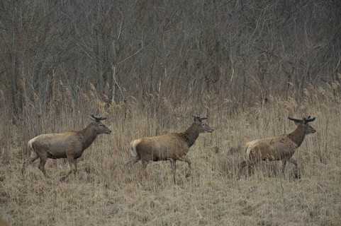 Red Deer (Cervus elaphus)