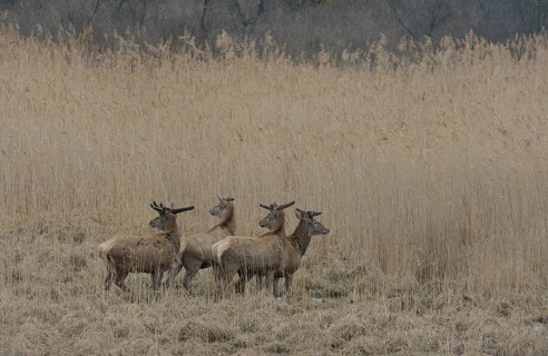 Red Deer (Cervus elaphus)