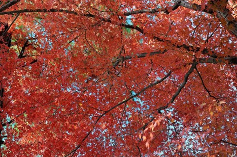 Japanese Maple (Acer palmatum) with red foliage in autumn