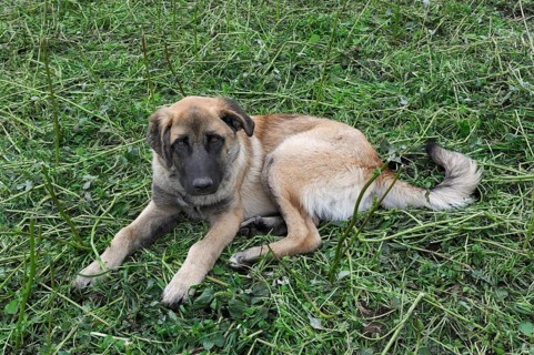 Young shepherd dog of the Portuguese breed Cao da Serra da Estrela or Serra Dog