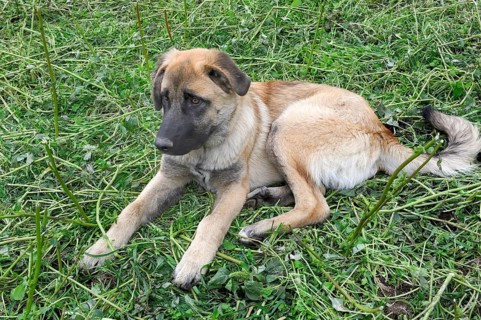 Young shepherd dog of the Portuguese breed Cao da Serra da Estrela or Serra Dog