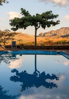 Tree reflected in swimming pool