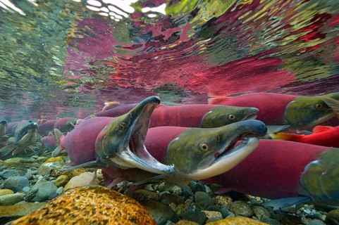 Sockeye Salmon