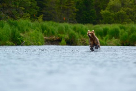 Grizzly Bear (Ursus arctos horribilis) hunting salmon at Brooks Falls