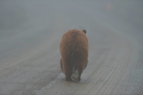 Grizzly Bear (Ursus arctos horribilis) trotting along a path