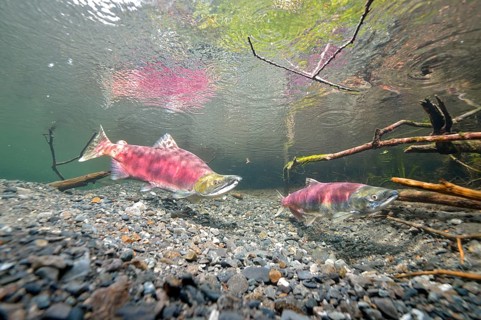 Sockeye Salmon