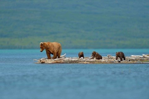 Grizzly Bear (Ursus arctos horribilis) mother bear with three cubs at Brooks Falls
