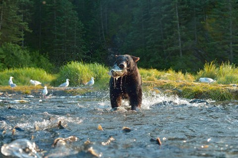 American Black Bear (Ursus americanus) fishing for salmon