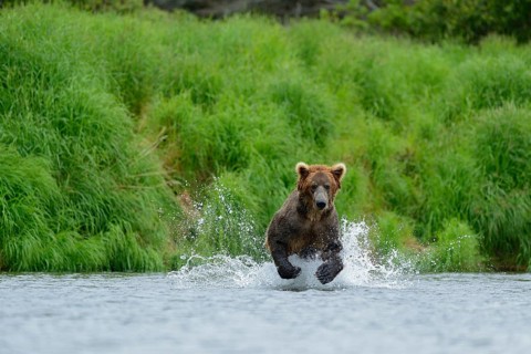 Grizzly Bear (Ursus arctos horribilis) hunting salmon at Brooks Falls