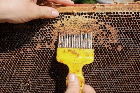 A beekeeper is uncapping the honeycomb from wax