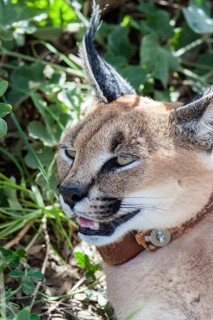 Caracal or Desert Lynx (Caracal caracal) with a radio collar
