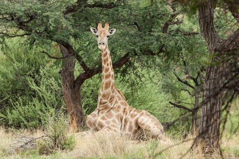 Giraffe (Giraffa camelopardalis) lying under a Camel Thorn or Giraffe Thorn tree (Acacia erioloba)