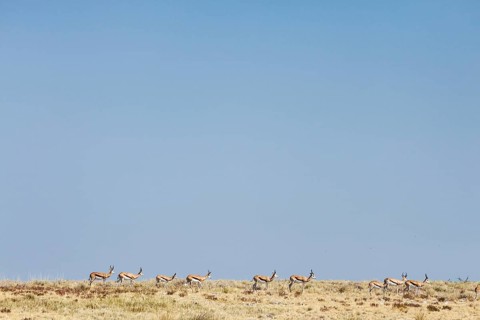 Springbok (Antidorcas marsupialis)