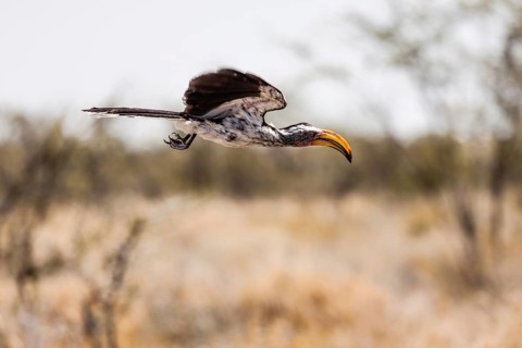 Southern Yellow-billed Hornbill (Tockus Leucomelas) in flight