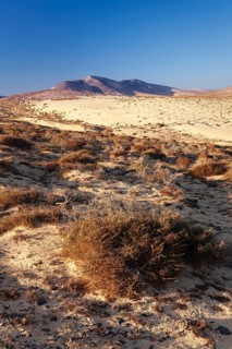 Desertlike landscape