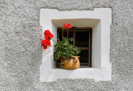 Geraniums in a window