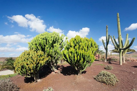 Plants of the Spurge family (Euphorbiaceae)