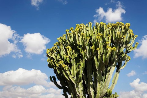 Plants of the Spurge family (Euphorbiaceae)