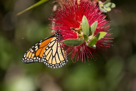 Monarch butterfly (Danaus plexippus)