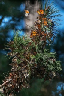 Monarch butterflies (Danaus plexippus)