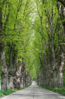 Avenue lined with lime trees