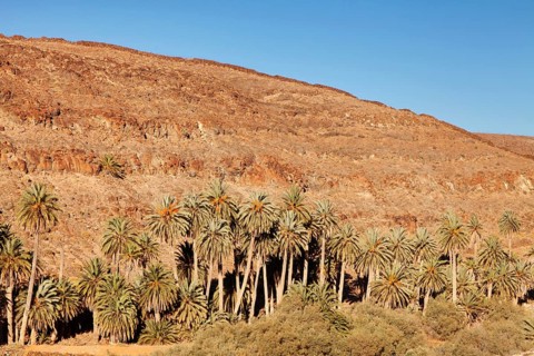 Palm grove