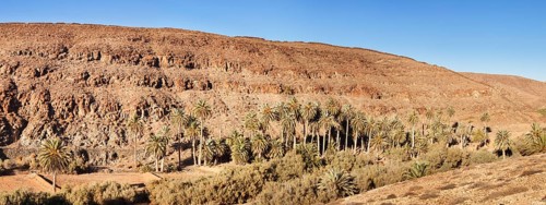 Palm grove
