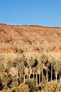 Palm grove