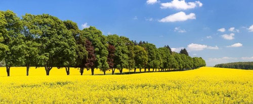 Tree avenue and rape field in spring