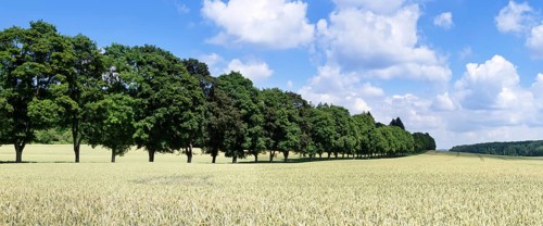 Tree avenue in summer