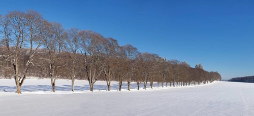 Tree avenue in winter