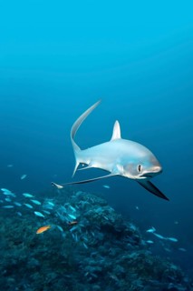 Common Thresher Shark (Alopias vulpinus) swimming above a coral reef