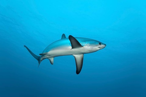 Common Thresher Shark (Alopias vulpinus)